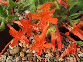 Epilobium 'Pumilio'